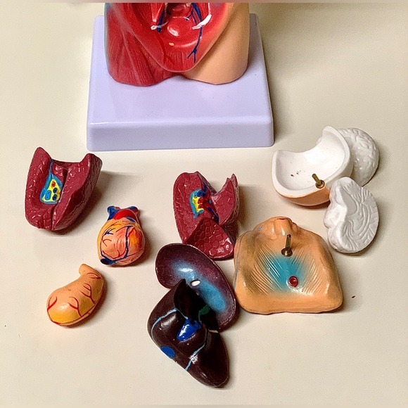 11” Biological Anatomy & Physiology Miniature Human Torso Removable Organ Model - Picture 11 of 16